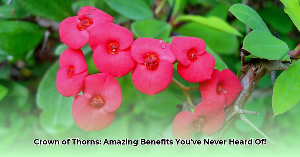 crown-of-thorns-plant-benefits